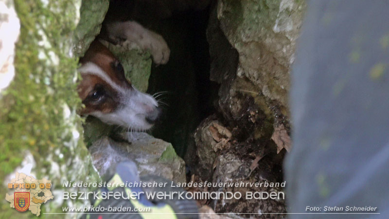 20240907_Spotty nach über 50 Stunden durch Feuerwehr aus Felshöhle in Baden gerettet Foto: Stefan Schneider BFKDO BADEN