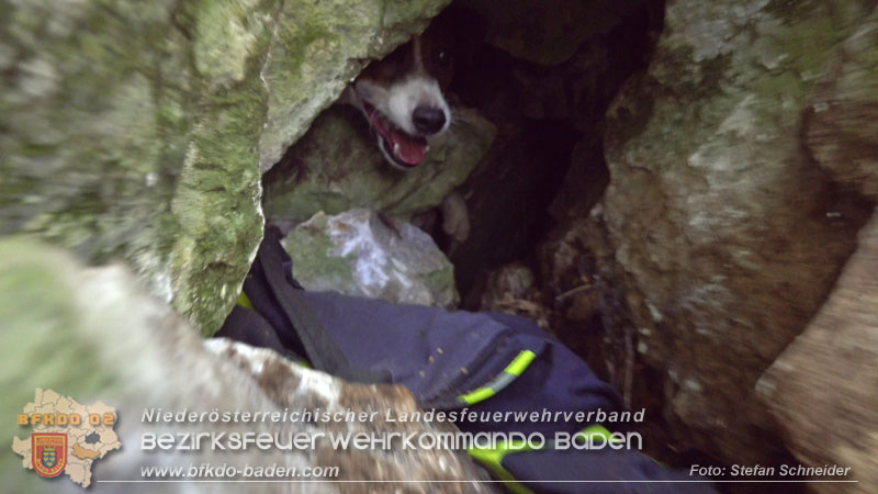 20240907_Spotty nach über 50 Stunden durch Feuerwehr aus Felshöhle in Baden gerettet Foto: Stefan Schneider BFKDO BADEN
