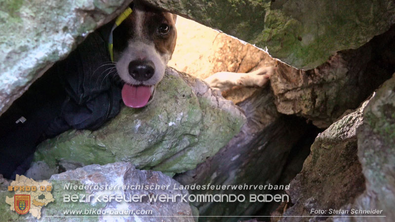 20240907_Spotty nach über 50 Stunden durch Feuerwehr aus Felshöhle in Baden gerettet Foto: Stefan Schneider BFKDO BADEN