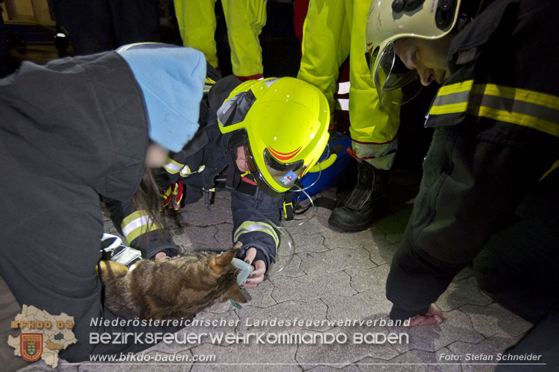 20241204_Feuerwehr rettet Katze aus Brandwohnung in Traiskirchen-Möllersdorf Foto: Stefan Schneider BFKDO BADEN