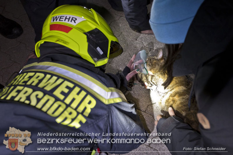 20241204_Feuerwehr rettet Katze aus Brandwohnung in Traiskirchen-Möllersdorf Foto: Stefan Schneider BFKDO BADEN