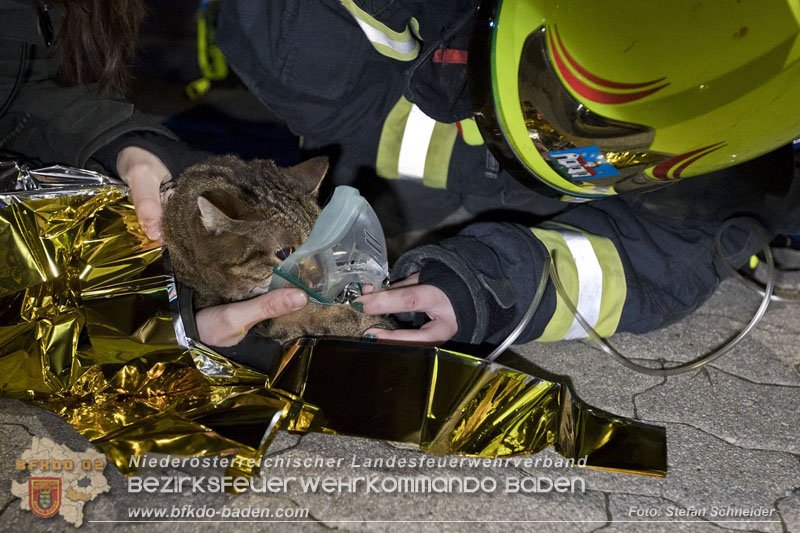 20241204_Feuerwehr rettet Katze aus Brandwohnung in Traiskirchen-Möllersdorf Foto: Stefan Schneider BFKDO BADEN