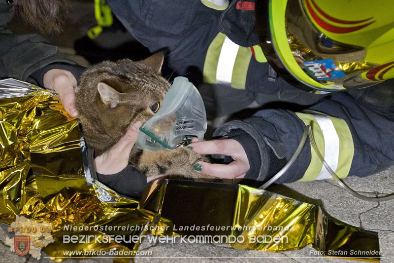 20241204_Feuerwehr rettet Katze aus Brandwohnung in Traiskirchen-Möllersdorf Foto: Stefan Schneider BFKDO BADEN