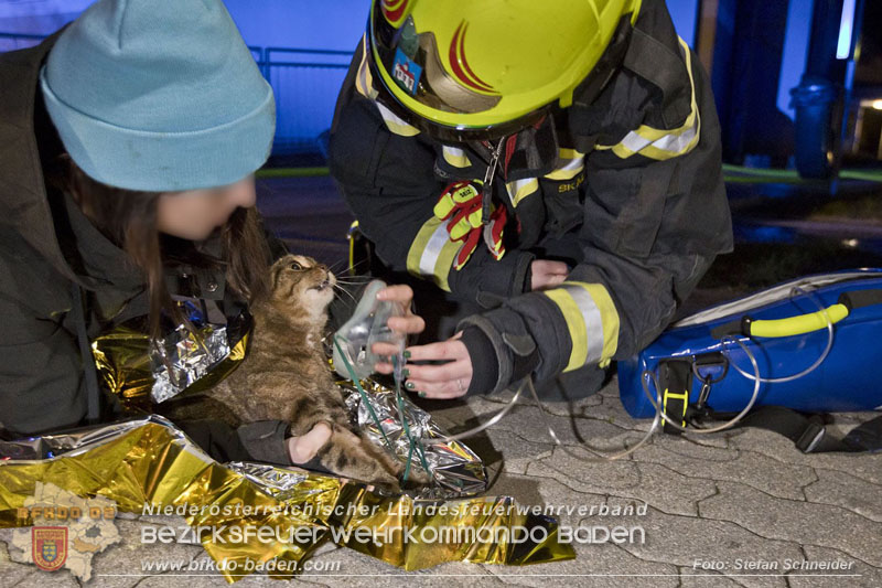 20241204_Feuerwehr rettet Katze aus Brandwohnung in Traiskirchen-Möllersdorf Foto: Stefan Schneider BFKDO BADEN
