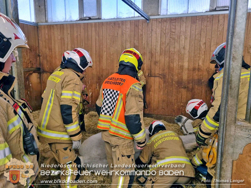 20250205_Pferd musste von der Freiwlligen Feuerwehr Ebreichsdorf wieder auf die Beine gestellt werden   Foto: Thomas Lenger Monatsrevue.at