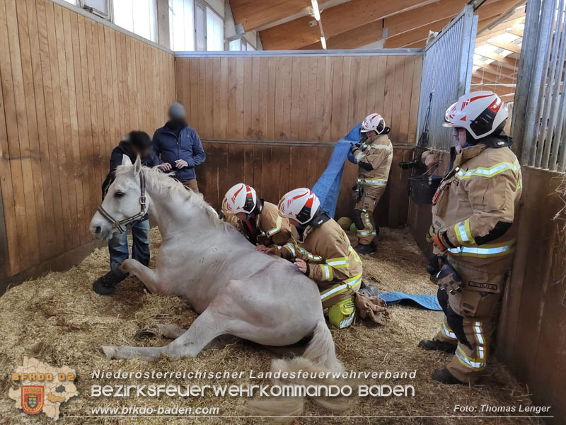 20250205_Pferd musste von der Freiwlligen Feuerwehr Ebreichsdorf wieder auf die Beine gestellt werden   Foto: Thomas Lenger Monatsrevue.at