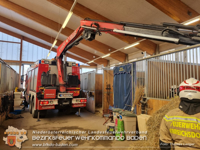 20250205_Pferd musste von der Freiwlligen Feuerwehr Ebreichsdorf wieder auf die Beine gestellt werden   Foto: Thomas Lenger Monatsrevue.at