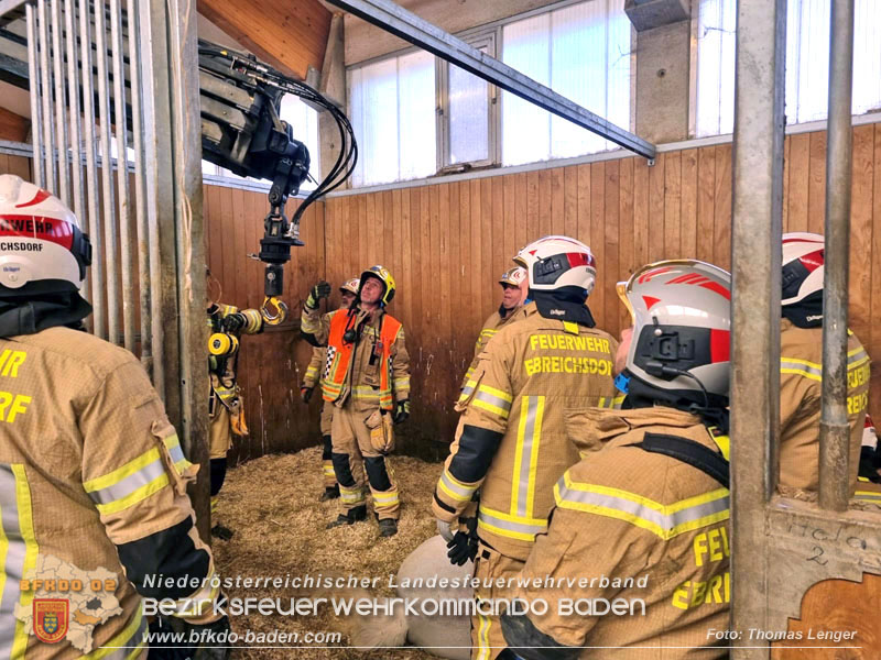20250205_Pferd musste von der Freiwlligen Feuerwehr Ebreichsdorf wieder auf die Beine gestellt werden   Foto: Thomas Lenger Monatsrevue.at