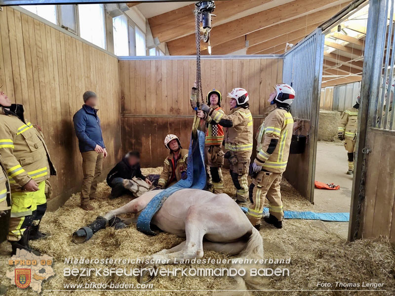 20250205_Pferd musste von der Freiwlligen Feuerwehr Ebreichsdorf wieder auf die Beine gestellt werden   Foto: Thomas Lenger Monatsrevue.at
