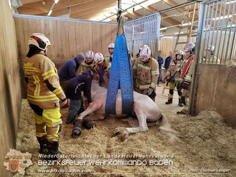 20250205_Pferd musste von der Freiwlligen Feuerwehr Ebreichsdorf wieder auf die Beine gestellt werden   Foto: Thomas Lenger Monatsrevue.at