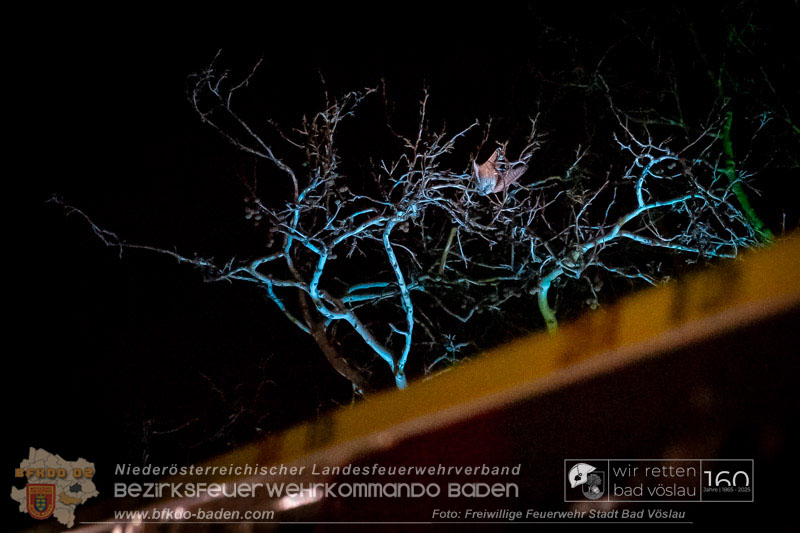 20250215_Feuerwehr rettet Turmfalke aus Baum im Vöslauer Schloßpark  Foto: FF Stadt Bad Vöslau
