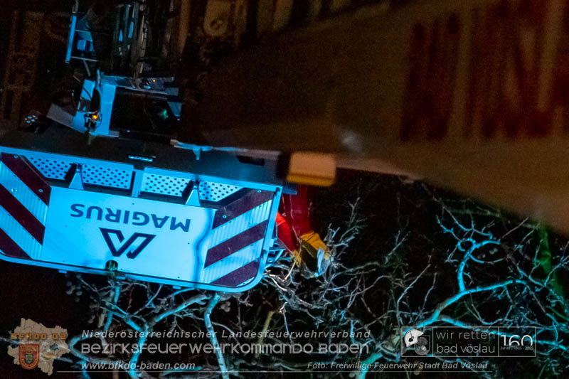 20250215_Feuerwehr rettet Turmfalke aus Baum im Vöslauer Schloßpark  Foto: FF Stadt Bad Vöslau