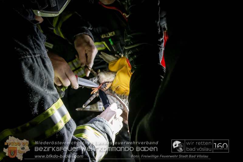 20250215_Feuerwehr rettet Turmfalke aus Baum im Vöslauer Schloßpark  Foto: FF Stadt Bad Vöslau
