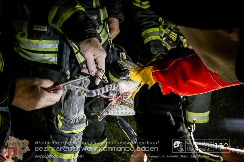 20250215_Feuerwehr rettet Turmfalke aus Baum im Vöslauer Schloßpark  Foto: FF Stadt Bad Vöslau