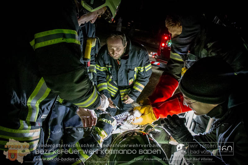20250215_Feuerwehr rettet Turmfalke aus Baum im Vöslauer Schloßpark  Foto: FF Stadt Bad Vöslau