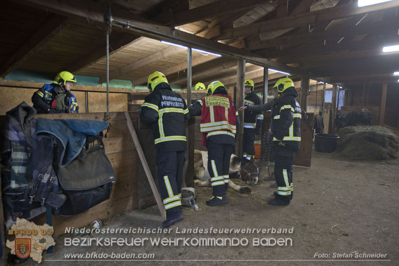 20250225_Feuerwehr Pfaffstätten unterstützt SAMMY" beim Aufstehen! Foto: Stefan Schneider BFKDO BADEN 20250225_Feuerwehr Pfaffstätten unterstützt SAMMY" beim Aufstehen! Foto: Stefan Schneider BFKDO BADEN