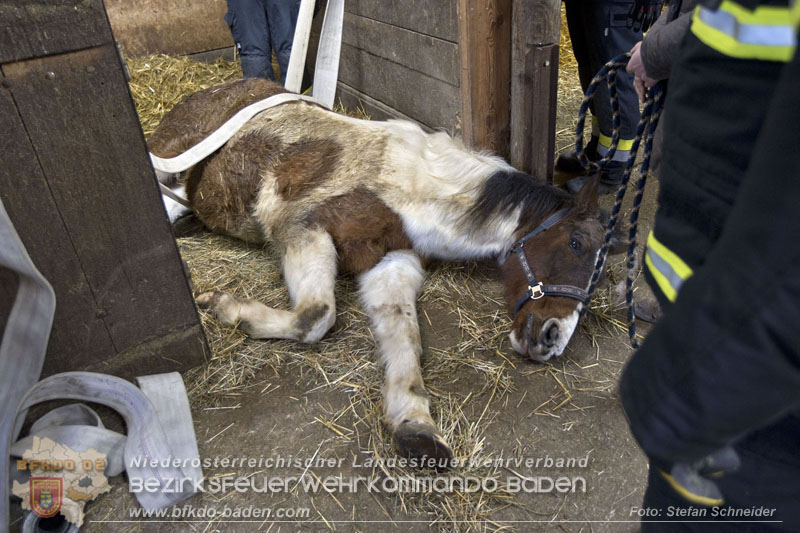 20250225_Feuerwehr Pfaffstätten unterstützt SAMMY" beim Aufstehen! Foto: Stefan Schneider BFKDO BADEN 20250225_Feuerwehr Pfaffstätten unterstützt SAMMY" beim Aufstehen! Foto: Stefan Schneider BFKDO BADEN