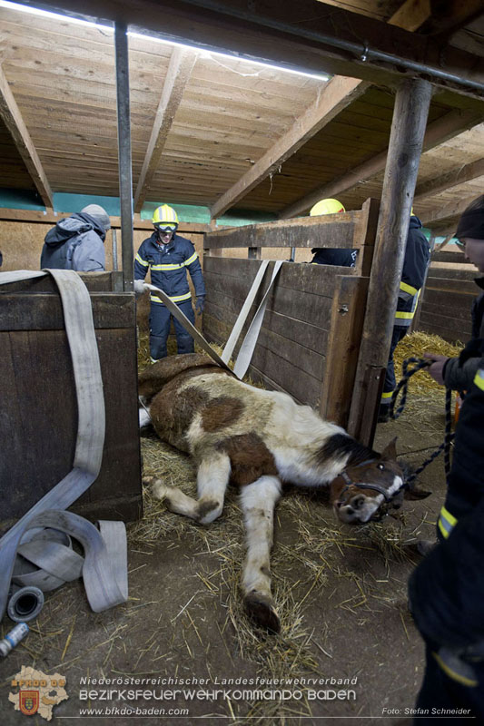 20250225_Feuerwehr Pfaffstätten unterstützt SAMMY" beim Aufstehen! Foto: Stefan Schneider BFKDO BADEN 20250225_Feuerwehr Pfaffstätten unterstützt SAMMY" beim Aufstehen! Foto: Stefan Schneider BFKDO BADEN