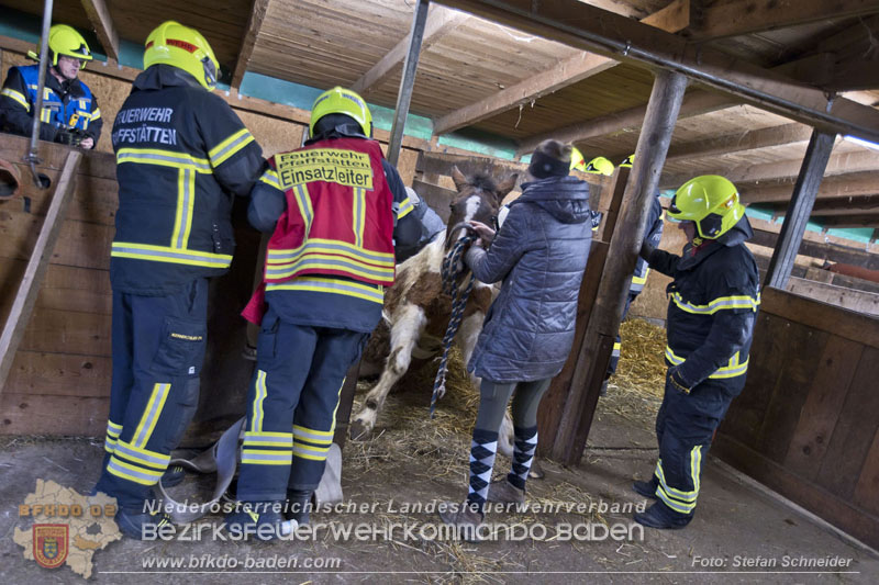 20250225_Feuerwehr Pfaffstätten unterstützt SAMMY" beim Aufstehen! Foto: Stefan Schneider BFKDO BADEN 20250225_Feuerwehr Pfaffstätten unterstützt SAMMY" beim Aufstehen! Foto: Stefan Schneider BFKDO BADEN