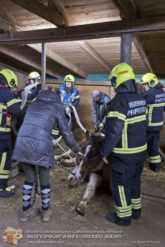 20250225_Feuerwehr Pfaffstätten unterstützt SAMMY" beim Aufstehen! Foto: Stefan Schneider BFKDO BADEN 20250225_Feuerwehr Pfaffstätten unterstützt SAMMY" beim Aufstehen! Foto: Stefan Schneider BFKDO BADEN