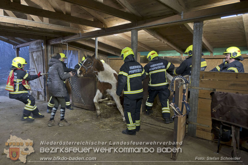 20250225_Feuerwehr Pfaffstätten unterstützt SAMMY" beim Aufstehen! Foto: Stefan Schneider BFKDO BADEN 20250225_Feuerwehr Pfaffstätten unterstützt SAMMY" beim Aufstehen! Foto: Stefan Schneider BFKDO BADEN