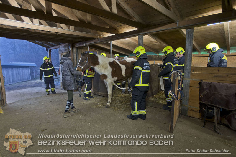 20250225_Feuerwehr Pfaffstätten unterstützt SAMMY" beim Aufstehen! Foto: Stefan Schneider BFKDO BADEN 20250225_Feuerwehr Pfaffstätten unterstützt SAMMY" beim Aufstehen! Foto: Stefan Schneider BFKDO BADEN