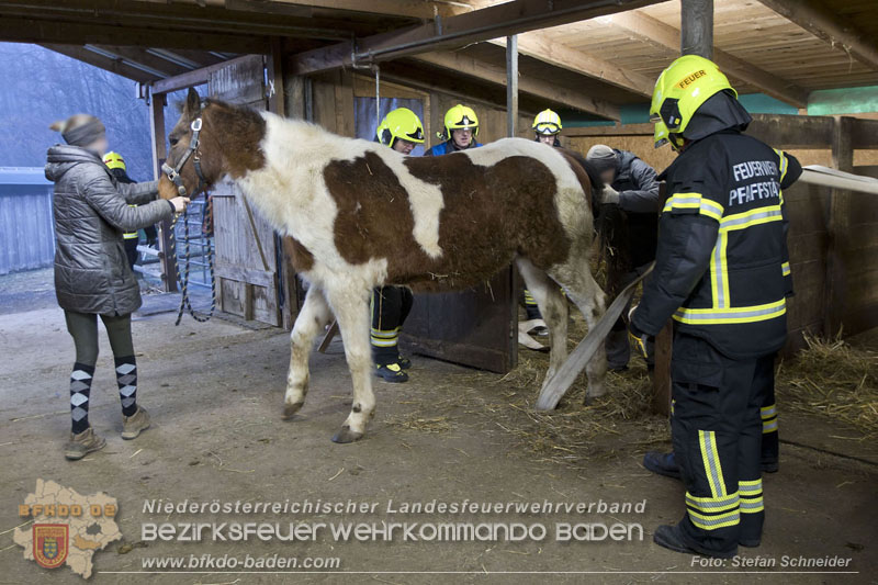 20250225_Feuerwehr Pfaffstätten unterstützt SAMMY" beim Aufstehen! Foto: Stefan Schneider BFKDO BADEN 20250225_Feuerwehr Pfaffstätten unterstützt SAMMY" beim Aufstehen! Foto: Stefan Schneider BFKDO BADEN
