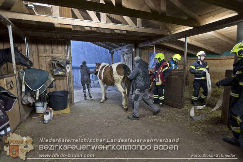 20250225_Feuerwehr Pfaffstätten unterstützt SAMMY" beim Aufstehen! Foto: Stefan Schneider BFKDO BADEN 20250225_Feuerwehr Pfaffstätten unterstützt SAMMY" beim Aufstehen! Foto: Stefan Schneider BFKDO BADEN