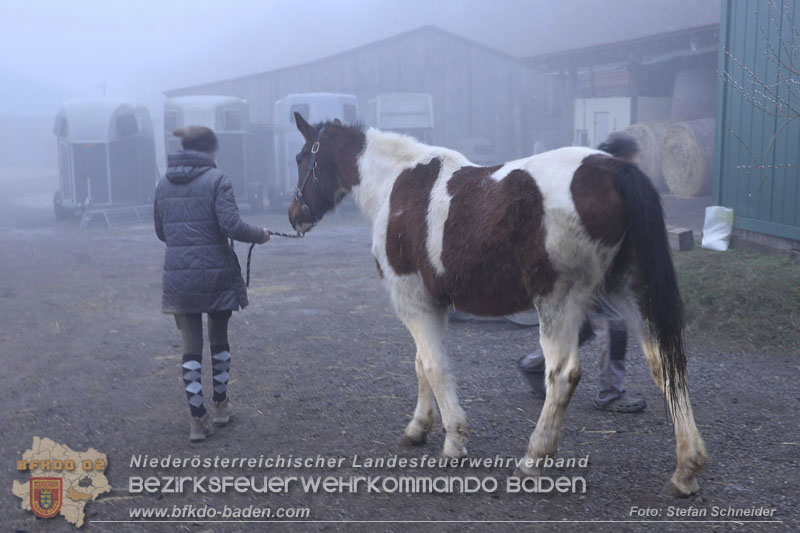20250225_Feuerwehr Pfaffstätten unterstützt SAMMY" beim Aufstehen! Foto: Stefan Schneider BFKDO BADEN 20250225_Feuerwehr Pfaffstätten unterstützt SAMMY" beim Aufstehen! Foto: Stefan Schneider BFKDO BADEN