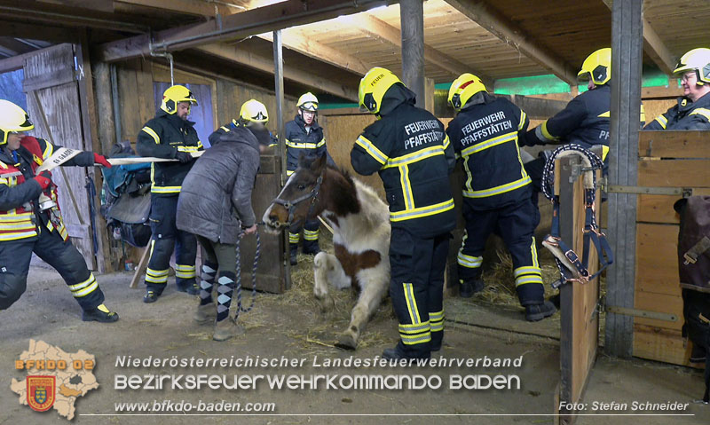 20250225_Feuerwehr Pfaffstätten unterstützt SAMMY" beim Aufstehen! Foto: Stefan Schneider BFKDO BADEN 20250225_Feuerwehr Pfaffstätten unterstützt SAMMY" beim Aufstehen! Foto: Stefan Schneider BFKDO BADEN
