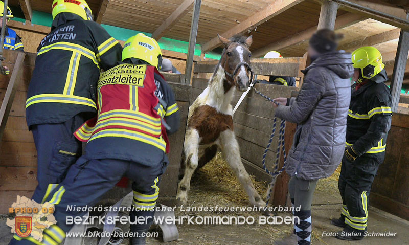 20250225_Feuerwehr Pfaffstätten unterstützt SAMMY" beim Aufstehen! Foto: Stefan Schneider BFKDO BADEN 20250225_Feuerwehr Pfaffstätten unterstützt SAMMY" beim Aufstehen! Foto: Stefan Schneider BFKDO BADEN