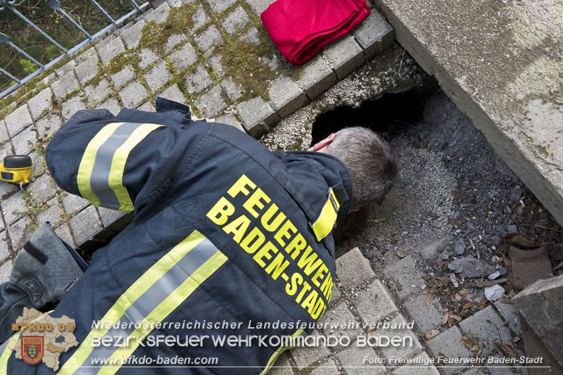 20250310_Feuerwehr befreit Stubentiger Odin" aus unterirdischem Hohlraum in Baden!   Foto: Stefan Schneider FF Baden-Stadt