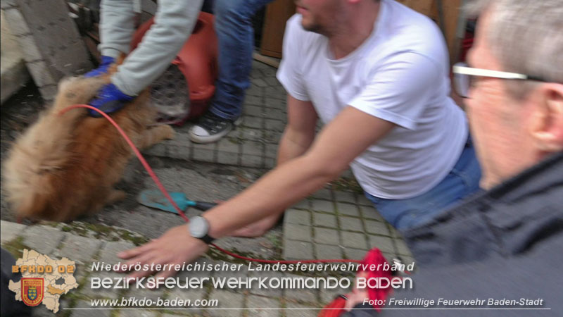 20250310_Feuerwehr befreit Stubentiger Odin" aus unterirdischem Hohlraum in Baden!   Foto: Stefan Schneider FF Baden-Stadt