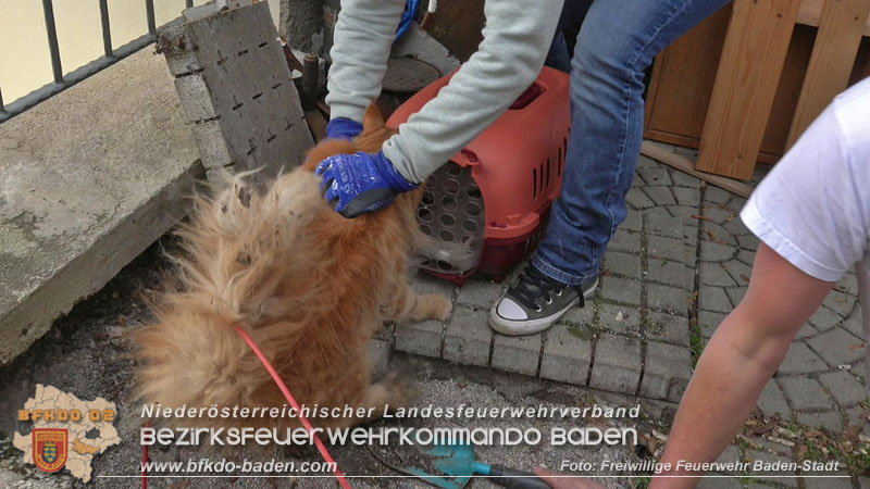 20250310_Feuerwehr befreit Stubentiger Odin" aus unterirdischem Hohlraum in Baden!   Foto: Stefan Schneider FF Baden-Stadt