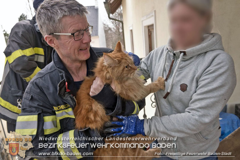 20250310_Feuerwehr befreit Stubentiger Odin" aus unterirdischem Hohlraum in Baden!   Foto: Stefan Schneider FF Baden-Stadt