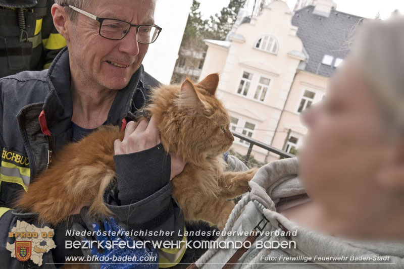 20250310_Feuerwehr befreit Stubentiger Odin" aus unterirdischem Hohlraum in Baden!   Foto: Stefan Schneider FF Baden-Stadt