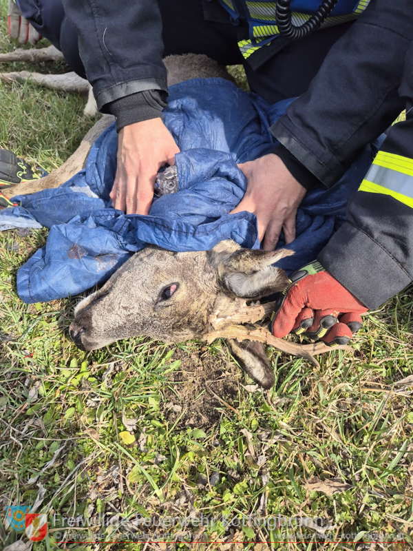 20250322_Rehbock verfängt sich im Zaun Foto: FF Kottigbrunn 20250322_Rehbock verfängt sich im Zaun Foto: FF Kottigbrunn
