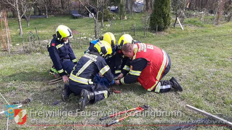 20250322_Rehbock verfängt sich im Zaun   Foto: FF Kottigbrunn