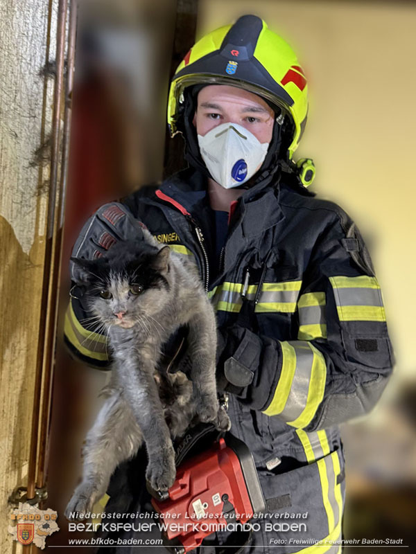 20250404_Feuerwehr rettet zwei Katzen aus Brandwohnung in Baden   Foto: Stefan Schneider FF Baden-Stadt