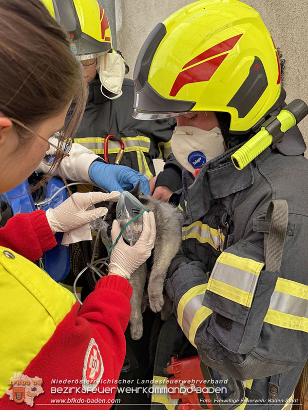20250404_Feuerwehr rettet zwei Katzen aus Brandwohnung in Baden   Foto: Stefan Schneider FF Baden-Stadt