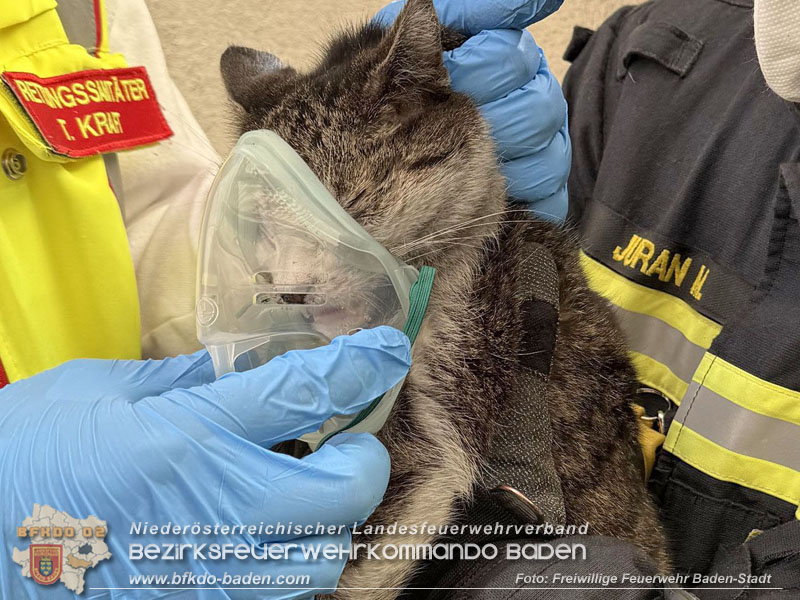 20250404_Feuerwehr rettet zwei Katzen aus Brandwohnung in Baden   Foto: Stefan Schneider FF Baden-Stadt
