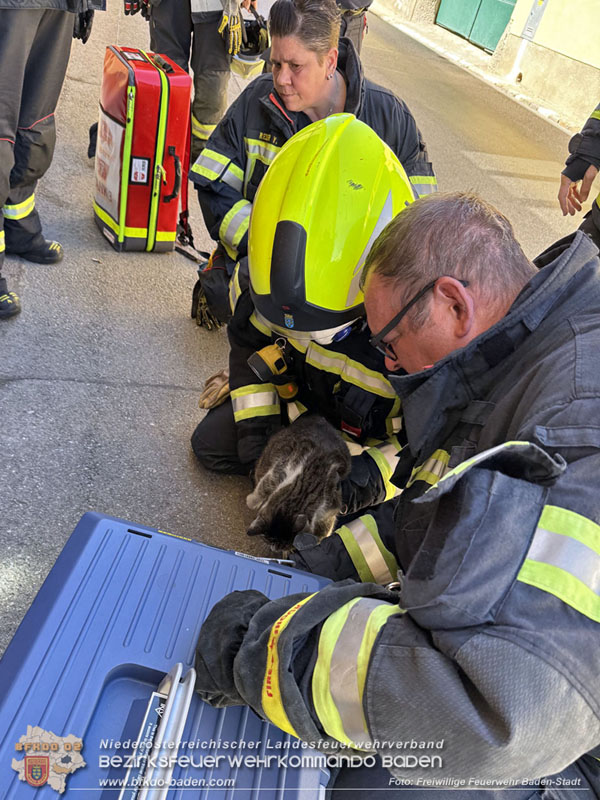 20250404_Feuerwehr rettet zwei Katzen aus Brandwohnung in Baden   Foto: Stefan Schneider FF Baden-Stadt