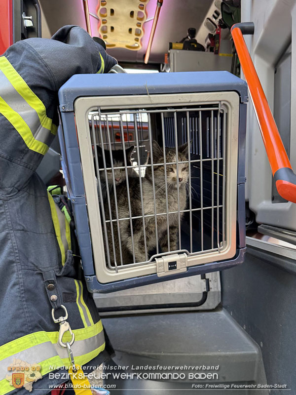 20250404_Feuerwehr rettet zwei Katzen aus Brandwohnung in Baden   Foto: Stefan Schneider FF Baden-Stadt