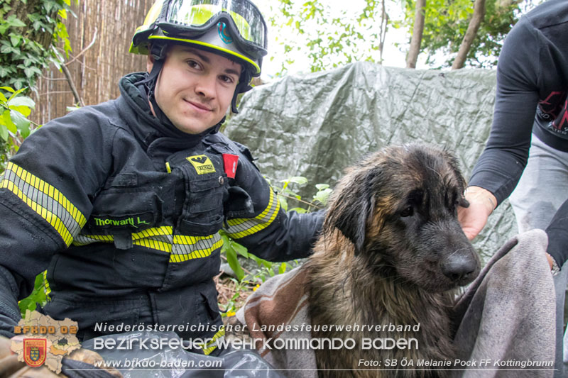 20250426_Hund Balu aus Brunnenschacht gerettet in Kottingbrunn   Foto: Melanie Pock FF Kottingbrunn