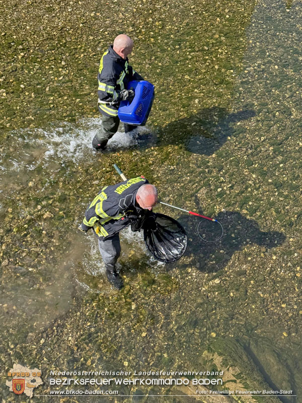 20250610_Fuchs aus Schwechat in Baden durch Feuerwehr gerettet!  Foto: Freiwillige Feuerwehr Baden-Stadt / Stefan Schneider