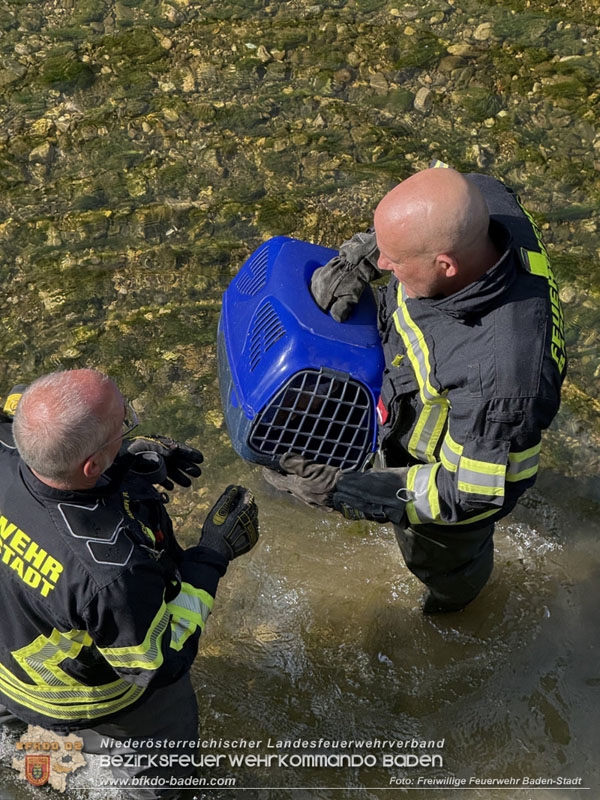 20250610_Fuchs aus Schwechat in Baden durch Feuerwehr gerettet!  Foto: Freiwillige Feuerwehr Baden-Stadt / Stefan Schneider