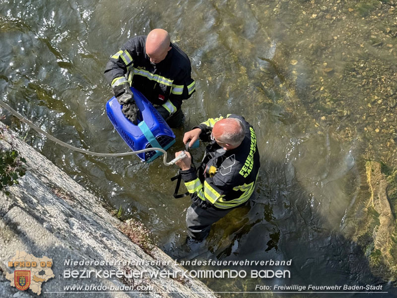 20250610_Fuchs aus Schwechat in Baden durch Feuerwehr gerettet!  Foto: Freiwillige Feuerwehr Baden-Stadt / Stefan Schneider