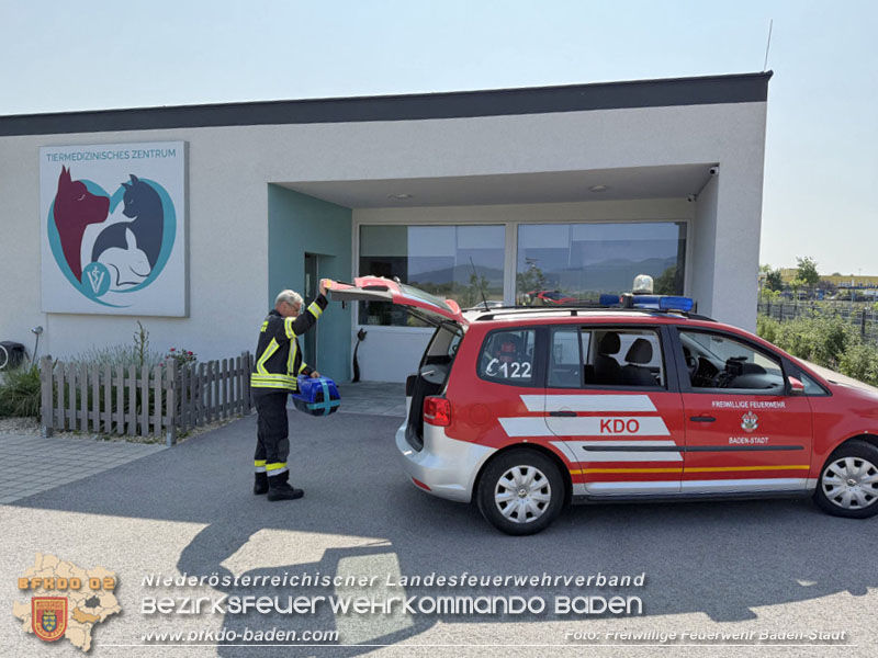 20250610_Fuchs aus Schwechat in Baden durch Feuerwehr gerettet!  Foto: Freiwillige Feuerwehr Baden-Stadt / Stefan Schneider
