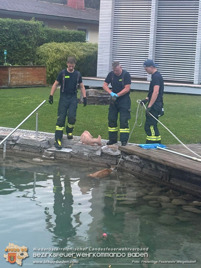 20250703_Tierrettungseinsatz unterbricht Motorsaegen-Schulung in Weigelsdorf  Foto: Freiwillige Feuerwehr Weigelsdorf