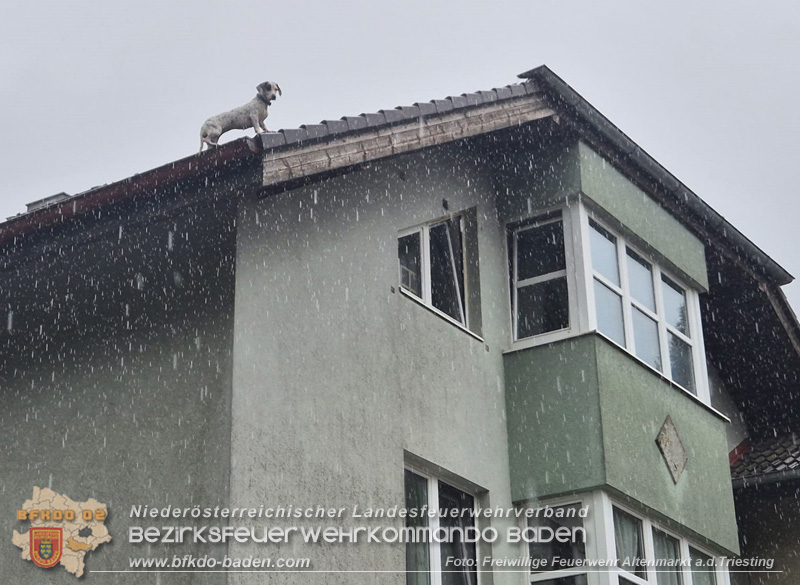 20250726_Feuerwehr rettet Hund von Dach einer Wohnhausanlage in Altenmarkt a.d.Triesting Foto: FF Altenmarkt/Triesting 20250726_Feuerwehr rettet Hund von Dach einer Wohnhausanlage in Altenmarkt a.d.Triesting Foto: FF Altenmarkt/Triesting